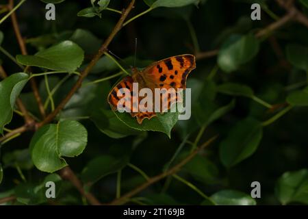 Polygonia c-album famille Nymphalidae genre Polygonia comma papillon nature sauvage photographie d'insectes, image, papier peint Banque D'Images