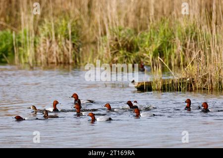 Verger commune (Aythya ferina), groupe d'accouplement de drachs dans l'eau, parc naturel paysager de la rivière Peene, Mecklembourg-Poméranie occidentale Banque D'Images