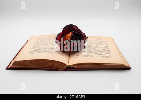 Rose séchée sur un livre ouvert, isolée sur fond blanc Banque D'Images