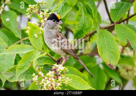 Moineau couronné d'or perché sur un arbre dans le sud de l'Alaska. Banque D'Images