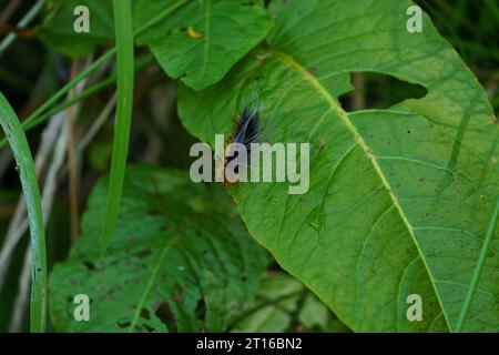 Arctia caja famille Erebidae genre Arctia jardin tigre papillon grand tigre papillon chenille nature sauvage photographie d'insectes, image, papier peint Banque D'Images