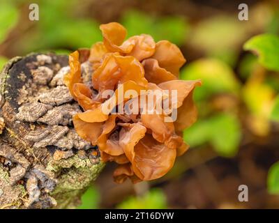 Champignon du cerveau feuillu poussant sur souche d'arbre dans le centre-sud de l'Alaska. Banque D'Images