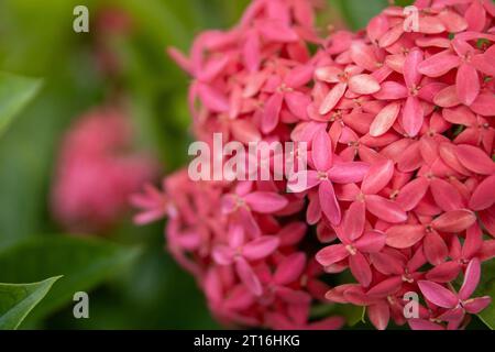 Jungle Geranium aka Ixora fleurs dans un jardin Banque D'Images