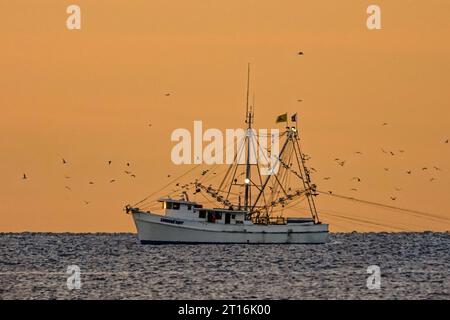 Île de Palms, États-Unis. 10 octobre 2023. Un chalutier crevettier traîne des filets au lever du soleil le long de la côte atlantique, le 10 octobre 2023 à Isle of Palms, Caroline du Sud. La crevette est une industrie traditionnelle dans le pays bas, mais elle a souffert de la chaleur extrême et du coût élevé du carburant diesel réduisant les captures et obligeant les crevettiers à fermer leurs activités. Crédit : Richard Ellis/Richard Ellis/Alamy Live News Banque D'Images