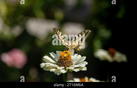 Un papillon jaune et noir atterrit sur une fleur blanche. Gros plan de papillon Swallowtail ou appelé Papilio machaon syriacus. Banque D'Images