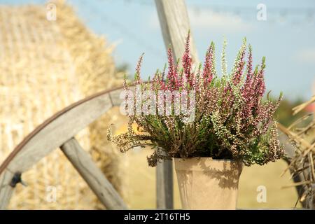 Belle plante de bruyère en pot avec des fleurs en fleurs à l'extérieur sur la journée ensoleillée Banque D'Images