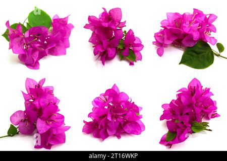 Ensemble de fleurs roses de Bougainvillea sur fond blanc. Photos prises de diverses directions. Cet atout est très approprié pour créer de sur le thème de la nature Banque D'Images