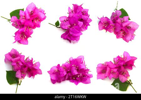 Ensemble de fleurs roses de Bougainvillea sur fond blanc. Photos prises de diverses directions. Cet atout est très approprié pour créer de sur le thème de la nature Banque D'Images