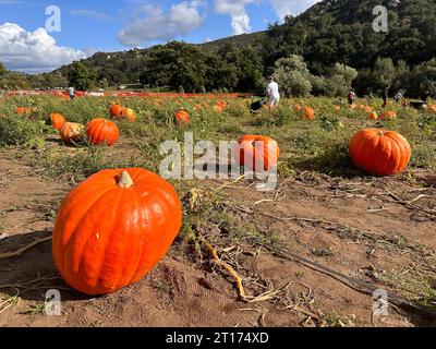 Les citrouilles sont disséminées dans le champ au moment de la récolte en automne. Préparation Halloween, American Farm, San Diego, Californie, États-Unis. 5 octobre 2023 Banque D'Images