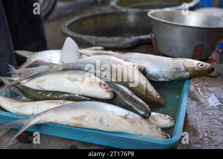 Les poissons d'eau douce sont vendus sur le marché. Un exemple est le poisson-lait et le mulet. Ce poisson a beaucoup d'épines mais le goût de la viande est délicieux. Banque D'Images