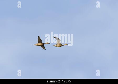 Pintail du Nord Anas acuta, vol adulte et juvénile, Suffolk, Angleterre, octobre Banque D'Images