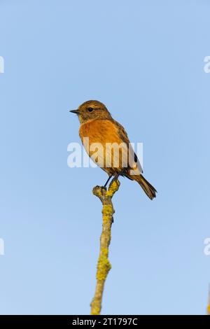 Stonechat européen Saxicola rubicola, femelle adulte perchée sur brindille, Suffolk, Angleterre, octobre Banque D'Images