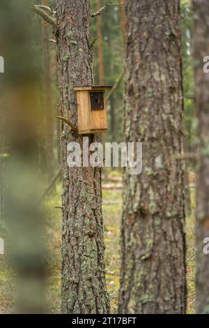 Maison d'oiseaux en bois dans une forêt, foyer sélectif. Banque D'Images