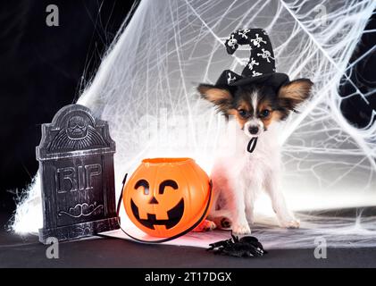 Chiot papillon dog in front of white background Banque D'Images