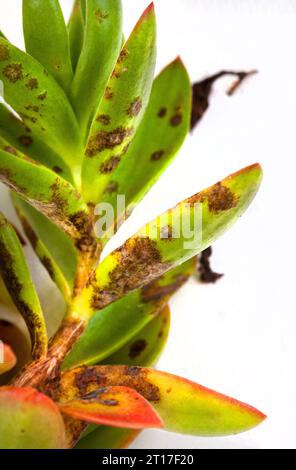 Plante succulente avec des dommages de maladie fongique sur blanc Banque D'Images