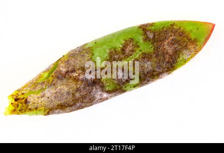 Plante succulente avec des dommages de maladie fongique sur blanc Banque D'Images