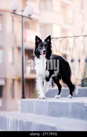 Border Collie chien marchant à la ville. Chien en promenade. Chien intelligent. Style de vie Banque D'Images