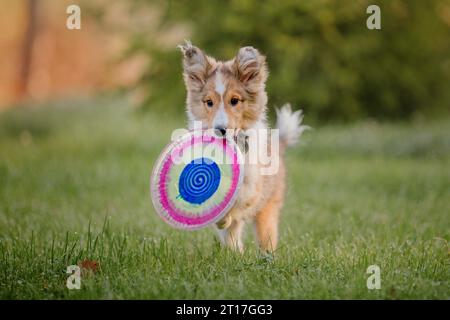 Shetland Sheepdog chiot jouant avec le disque volant coloré. Été et automne, couleurs d'automne Banque D'Images