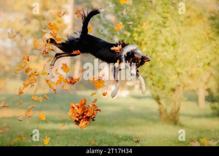 Chien Border Collie jouant avec des feuilles d'érable. Saison d'automne. Chien en automne. Banque D'Images