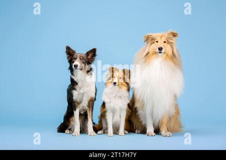 Border Collie chien, Rough Collie chien et Shetland Sheepdog chien dans le studio photo sur le fond bleu Banque D'Images