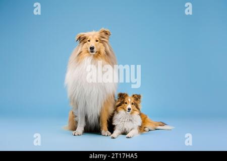 Mignon chien Rough Collie et chien de berger Shetland sur fond bleu Banque D'Images