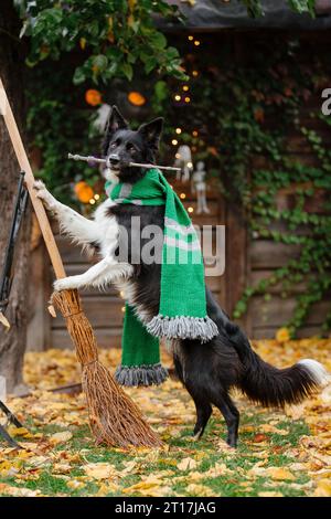 Halloween et Thanksgiving. Chien avec des citrouilles dans la forêt. Chien Border Collie Banque D'Images