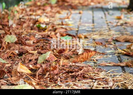 Des feuilles d'automne de couleur orange ont coïncidé sur un sentier avec une clôture blanche en arrière-plan que les gens passent Banque D'Images