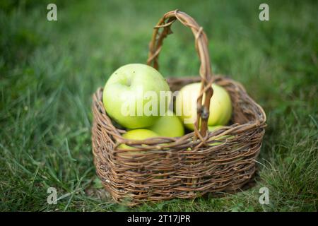 Pommes vertes dans le panier. Petit panier de pommes. Fruits en automne. Détails du village. Nourriture saine. Banque D'Images