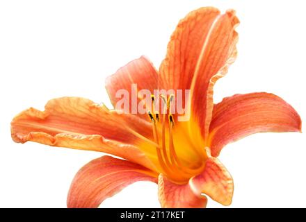 gros plan de beau lys isolé sur blanc Banque D'Images