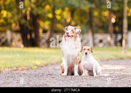 Berger australien et chiens Jack russell sur une promenade dans le parc. Un groupe de chiens en promenade. Banque D'Images