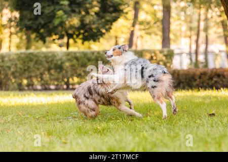 Deux chiens de berger australiens jouent au combat sur une herbe verte. Banque D'Images