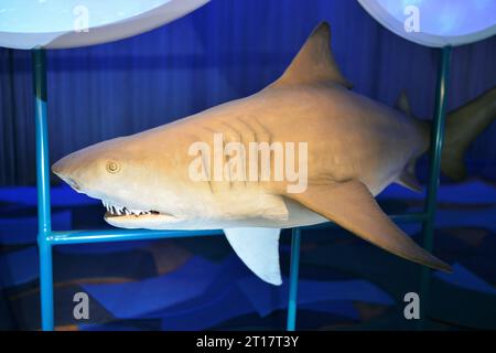 Exposition consacrée aux requins au National Museum of Natural History de New York, États-Unis Banque D'Images