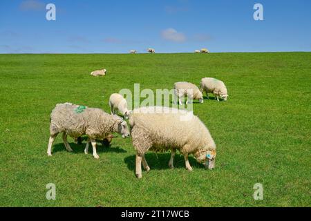 Schafe am Deich nahe Achsum, Sylt, Schleswig-Holstein, Deutschland Banque D'Images