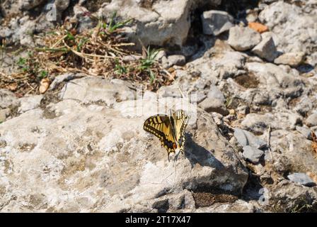 Papillon à queue d'aronde (Papilio machaon) reposant sur les rochers Monte Isola Lombardie Italie. Septembre 2023 Banque D'Images