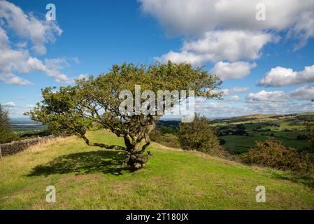 Un vieil aubépine sur Kerridge Hill sur une section du sentier de Gritstone à l'est de Macclesfield, Cheshire, Angleterre. Banque D'Images