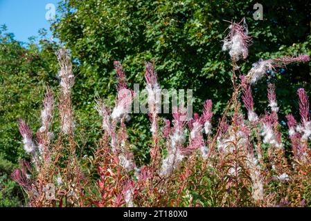 Gros plan des tiges de Rosebay Willowherb qui vont semer dans la campagne anglaise à la fin de l'été. Banque D'Images