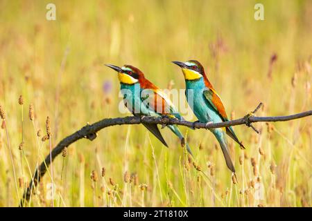 Bee-Eater (Merops apiaster) Hongrie, Zwei Bienenfresser auf Sitzwarte, seitlich, Paar, Banque D'Images