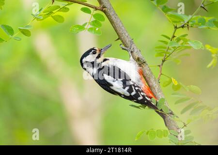 Buntspecht, Spechte, grand pic taché (Dendrocopus major) femelle., Hongrie Banque D'Images