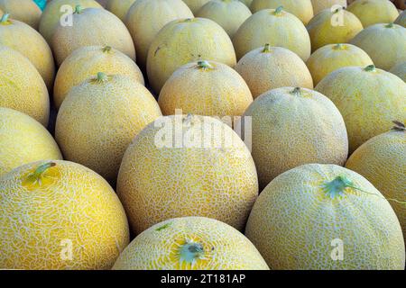 Cantaloup melonen (Cucumis melo cantalupensis) auf dem Markt in Rhodos Stadt am frühen Morgen, Rhodos, Griechenland, Honigmelonen, Banque D'Images