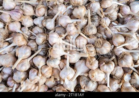 Knoblauch (Allium sativum) auf dem Markt in Rhodos Stadt am frühen Morgen, Rhodos, Griechenland Banque D'Images