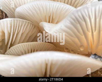 Champignons blancs champignon de la porcelaine (Oudemansiella mucida) poussant sur un tronc d'arbre, image rapprochée avec mise au point sélective. Canton d'Argovie, Suisse Banque D'Images