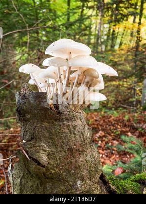 Champignons blancs champignon de la porcelaine (Oudemansiella mucida) poussant sur un tronc d'arbre, image rapprochée avec mise au point sélective. Canton d'Argovie, Suisse Banque D'Images