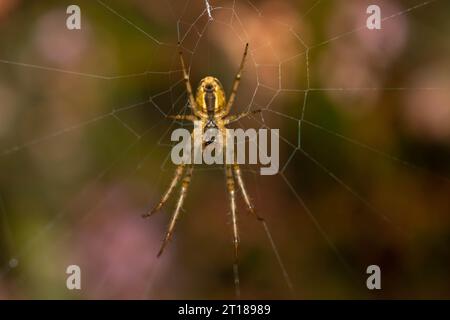 Metellina araignée en toile Banque D'Images