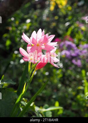 Gros plan d'une fleur ensoleillée de Hesperantha coccinea 'Sunrise' (lys drapeau cramoisi, Schizostylis coccinea) dans un jardin anglais en automne Banque D'Images