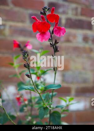 Gros plan des fleurs rose et rouge vif de Salvia microphylla 'vin et Rosess' sur un fond de mur de briques vintage dans un jardin de campagne anglais Banque D'Images