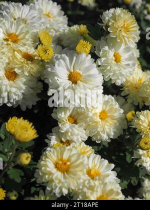Gros plan des fleurs doubles blanches / crème / jaunes robustes de Chrysanthème 'Poesie' sous le soleil d'automne dans un jardin britannique en octobre. Banque D'Images