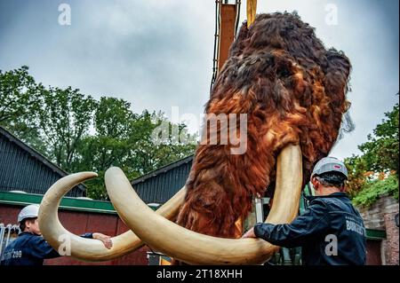 Deux techniciens sont vus gardant un œil sur l'énorme tête pendant son transport. Cet énorme mammouth fait partie de l'exposition éducative intitulée « Ice Age & Zoo ». Étalés sur un itinéraire à travers le parc, les visiteurs du Burgers' Zoo découvriront dix-neuf espèces animales différentes de l'âge glaciaire. Ce matin, les techniciens du zoo ont soulevé et transporté avec un chariot élévateur, la tête d'un mammouth laineux géant (5,5 mètres de long, 3,4 mètres de haut, 500 kilos) à attacher à son corps, sous étroite supervision et méticuleuse du service technique. Banque D'Images