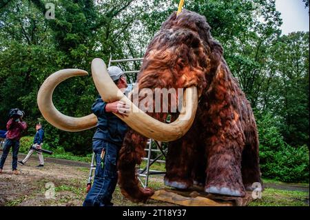 Un technicien est vu gardant un œil sur la tête de l'animal. Cet énorme mammouth fait partie de l'exposition éducative intitulée « Ice Age & Zoo ». Étalés sur un itinéraire à travers le parc, les visiteurs du Burgers' Zoo découvriront dix-neuf espèces animales différentes de l'âge glaciaire. Ce matin, les techniciens du zoo ont soulevé et transporté avec un chariot élévateur, la tête d'un mammouth laineux géant (5,5 mètres de long, 3,4 mètres de haut, 500 kilos) à attacher à son corps, sous étroite supervision et méticuleuse du service technique. (Photo Ana Fernandez/SOPA Images/Sipa USA) Banque D'Images