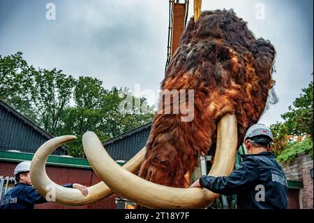 Deux techniciens sont vus gardant un œil sur l'énorme tête pendant son transport. Cet énorme mammouth fait partie de l'exposition éducative intitulée « Ice Age & Zoo ». Étalés sur un itinéraire à travers le parc, les visiteurs du Burgers' Zoo découvriront dix-neuf espèces animales différentes de l'âge glaciaire. Ce matin, les techniciens du zoo ont soulevé et transporté avec un chariot élévateur, la tête d'un mammouth laineux géant (5,5 mètres de long, 3,4 mètres de haut, 500 kilos) à attacher à son corps, sous étroite supervision et méticuleuse du service technique. (Photo Ana Fernandez/SOPA Images/Sipa U. Banque D'Images