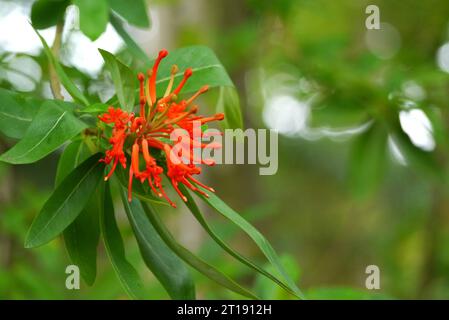 Red Embothrium Coccineum (buisson de feu chilien) Fleur cultivée dans le Himalayan Garden & Sculpture Park, North Yorkshire, Angleterre, Royaume-Uni. Banque D'Images